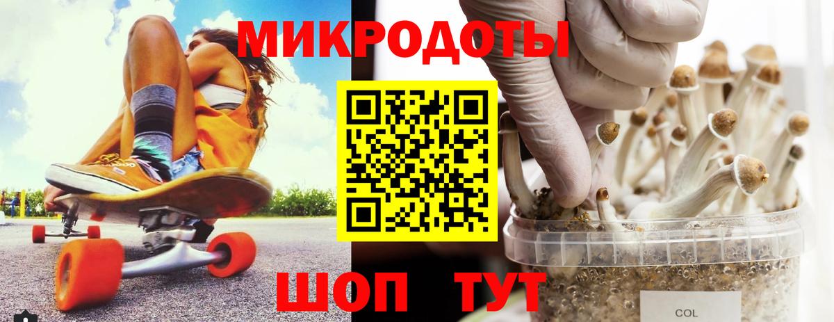 Галлюциногенные грибы Psilocybe Новотроицк